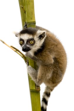 Ring-Tailed Lemur (6 hafta) - Lemur catta