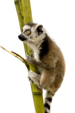 Ring-Tailed Lemur (6 hafta) - Lemur catta