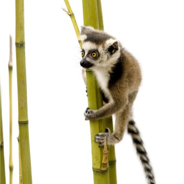 Ring-Tailed Lemur (6 hafta) - Lemur catta