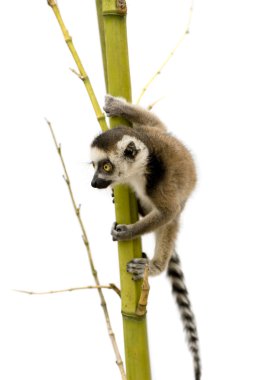 Ring-Tailed Lemur (6 hafta) - Lemur catta