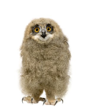 Eurasian Eagle Owl - Bubo bubo (6 weeks) clipart