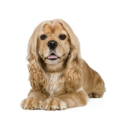 Amerikan Cocker Spaniel (3 yıl)