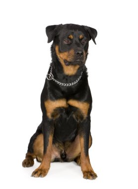 Rottweiler (1 yıl)