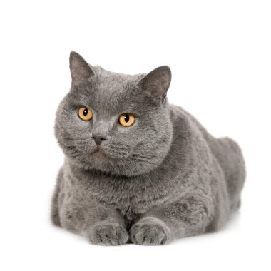 Chartreux (7 yıl)