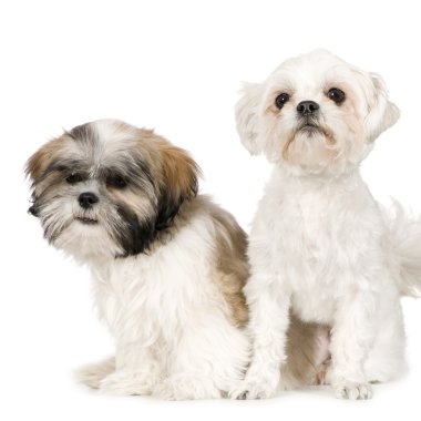 Shih tzu ve lhasa apso