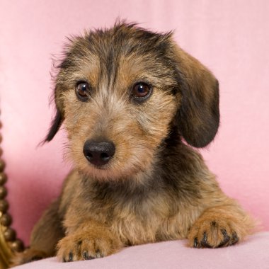 Dachshund (4 ay)