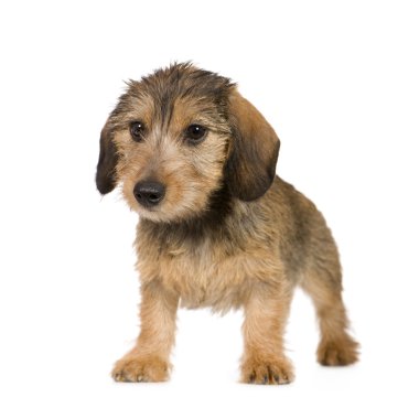 Dachshund (4 ay)