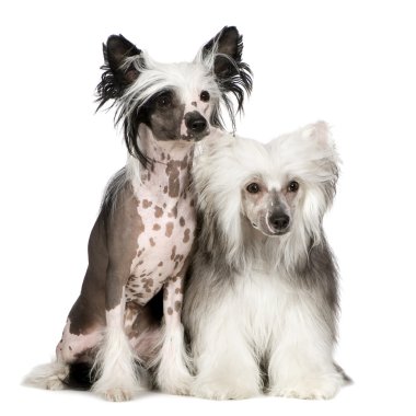 Chinese Crested Dog - Powderpuff clipart