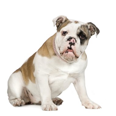 İngilizce Bulldog (5 ay)