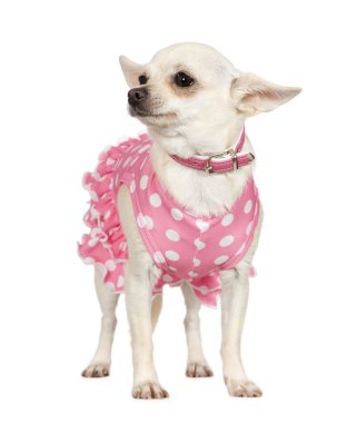 Chihuahua (2 years) clipart