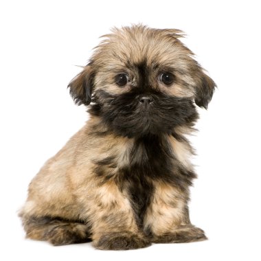 Shih Tzu (10 hafta)