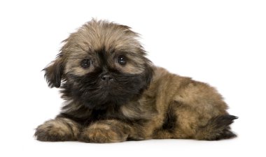 Shih Tzu (10 hafta)