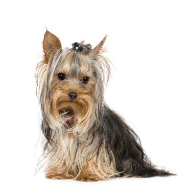 Yorkshire Terrier (10 ay)