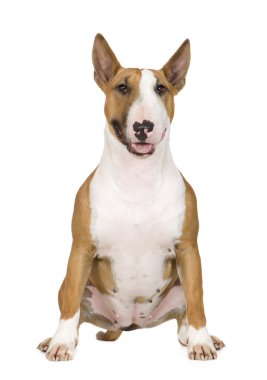 Bull Terrier in front of a white background clipart