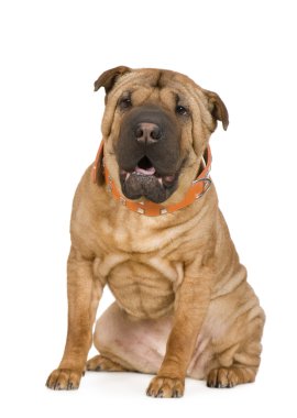 Sharpei (2 years) clipart