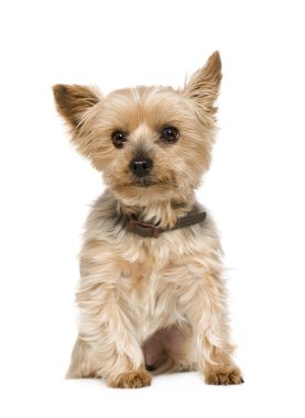 Yorkshire Terrier (10 yıl)