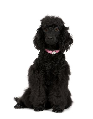 Poodle (6 months) clipart