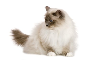 Birman (1 year) clipart