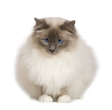 Birman (1 yıl)