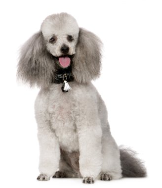 Poodle (2 years) clipart