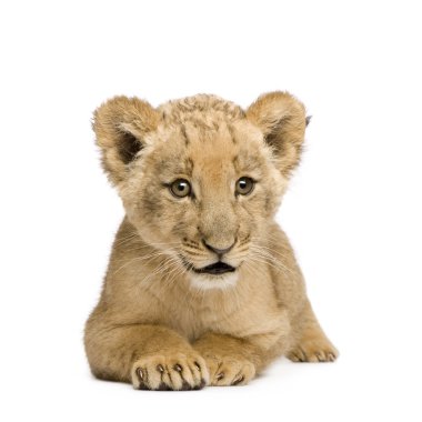 Lion Cub (8 weeks) clipart