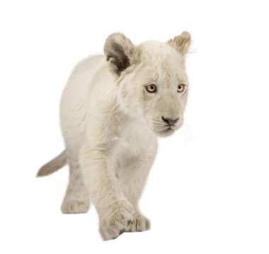 White Lion Cub (12 weeks) clipart