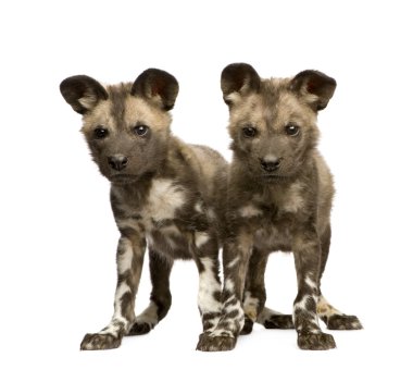 African wild dog cub (9 weeks) - Lycaon pictus clipart
