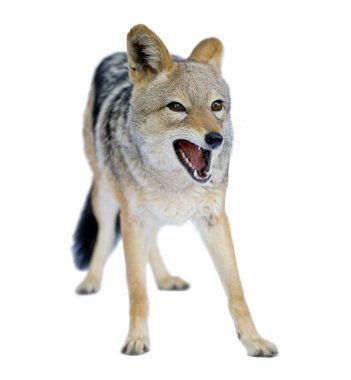Black-backed jackal - Canis mesomelas clipart