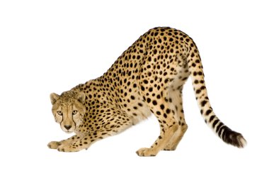 Çita - acinonyx jubatus