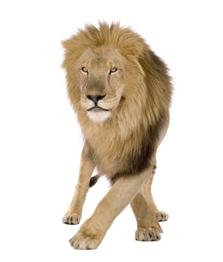 Aslan (8 yıl) - Panthera leo