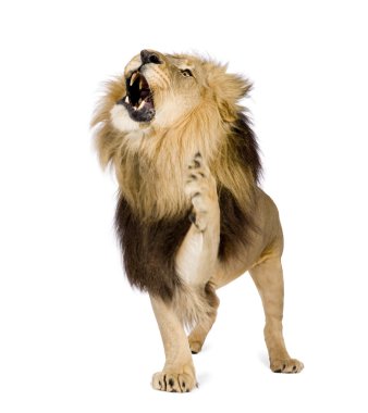 Aslan (4 ve buçuk yıl) - Panthera leo