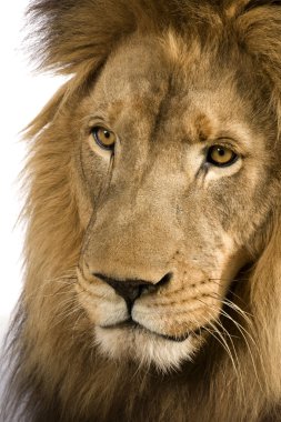 yakın çekim üzerinde bir lion's head (4 ve buçuk yıl) - panthera leo