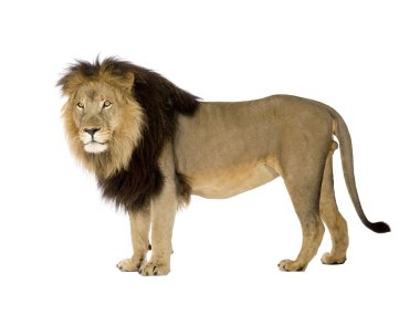 Aslan (4 ve buçuk yıl) - Panthera leo