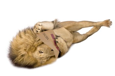 Aslan (8 yıl) - Panthera leo