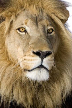 Lion (8 years) - Panthera leo clipart