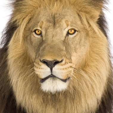 Close-up on a Lion's head (8 years) - Panthera leo clipart