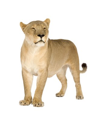 dişi aslan (8 yıl) - panthera leo