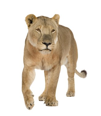 dişi aslan (8 yıl) - panthera leo