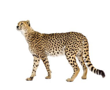 Çita - acinonyx jubatus