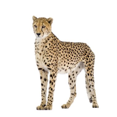 Cheetah - Acinonyx jubatus clipart