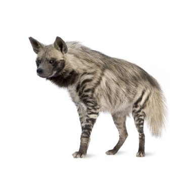 Çizgili sırtlan - hyaena hyaena
