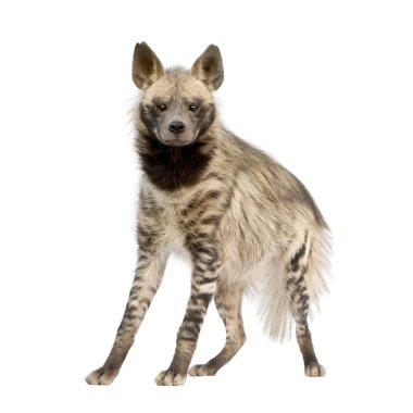 Çizgili sırtlan - hyaena hyaena