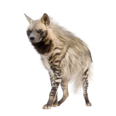 Çizgili sırtlan - hyaena hyaena