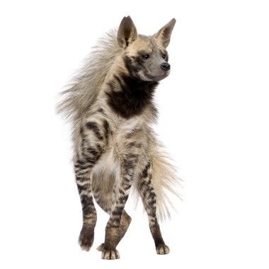 Striped Hyena - Hyaena hyaena clipart