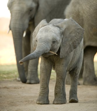 Elephant calf clipart