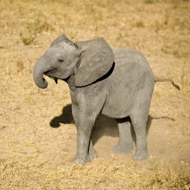 Elephant calf clipart