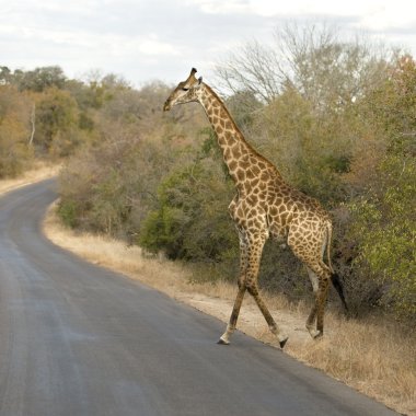 yol geçiş griraffe