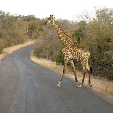 yol geçiş griraffe