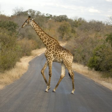 yol geçiş griraffe