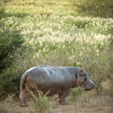 Hippopotamus clipart